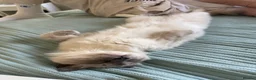 Ragdoll cats for sale: Ragdoll cat - Milo  in Horsham - Advert 2