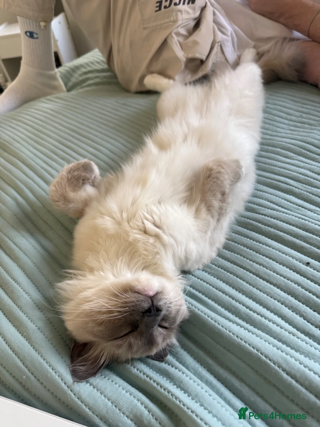 Ragdoll cats for sale: Ragdoll cat - Milo  in Horsham - Advert 2