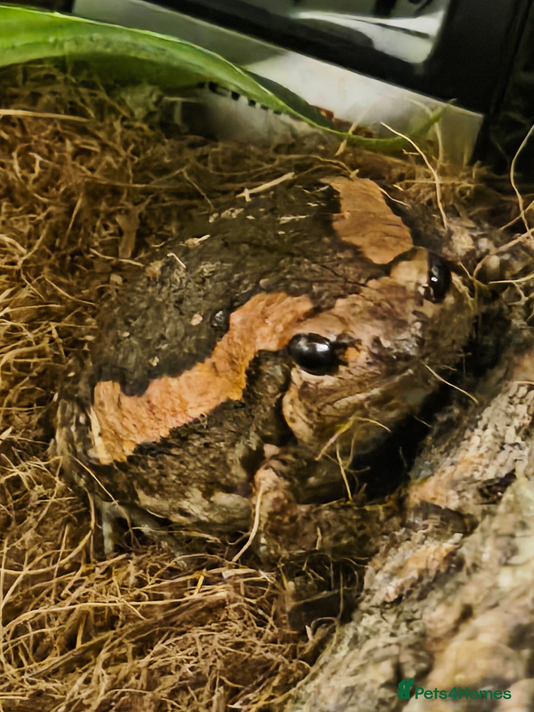 Frog reptiles for sale: Tomato & Chubby Frogs - Advert 5