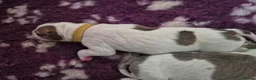 American Bulldog dogs for sale: 7 absolutely stunning puppies available  - Advert 7