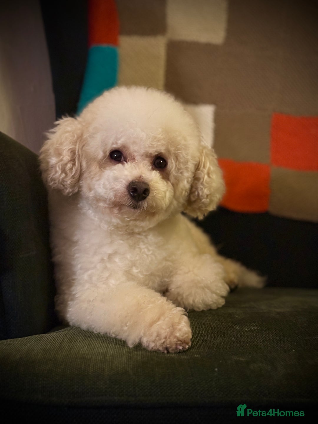 Maltipoo dogs for sale: Paddy the toy maltipoo  - Advert 4