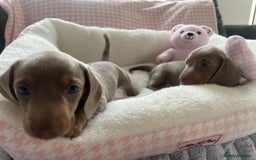 Miniature Dachshund dogs for sale: Miniature Dachshund  - Image 34