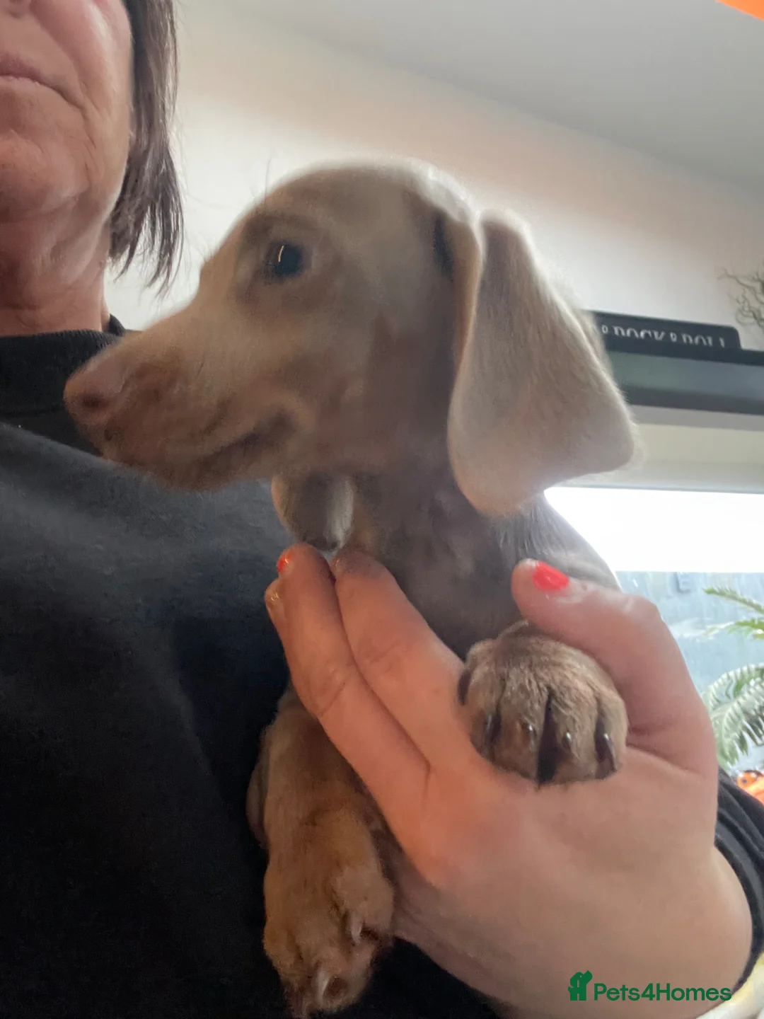 Dachshund dogs for sale: Miniature boy dauchound  - Advert 2