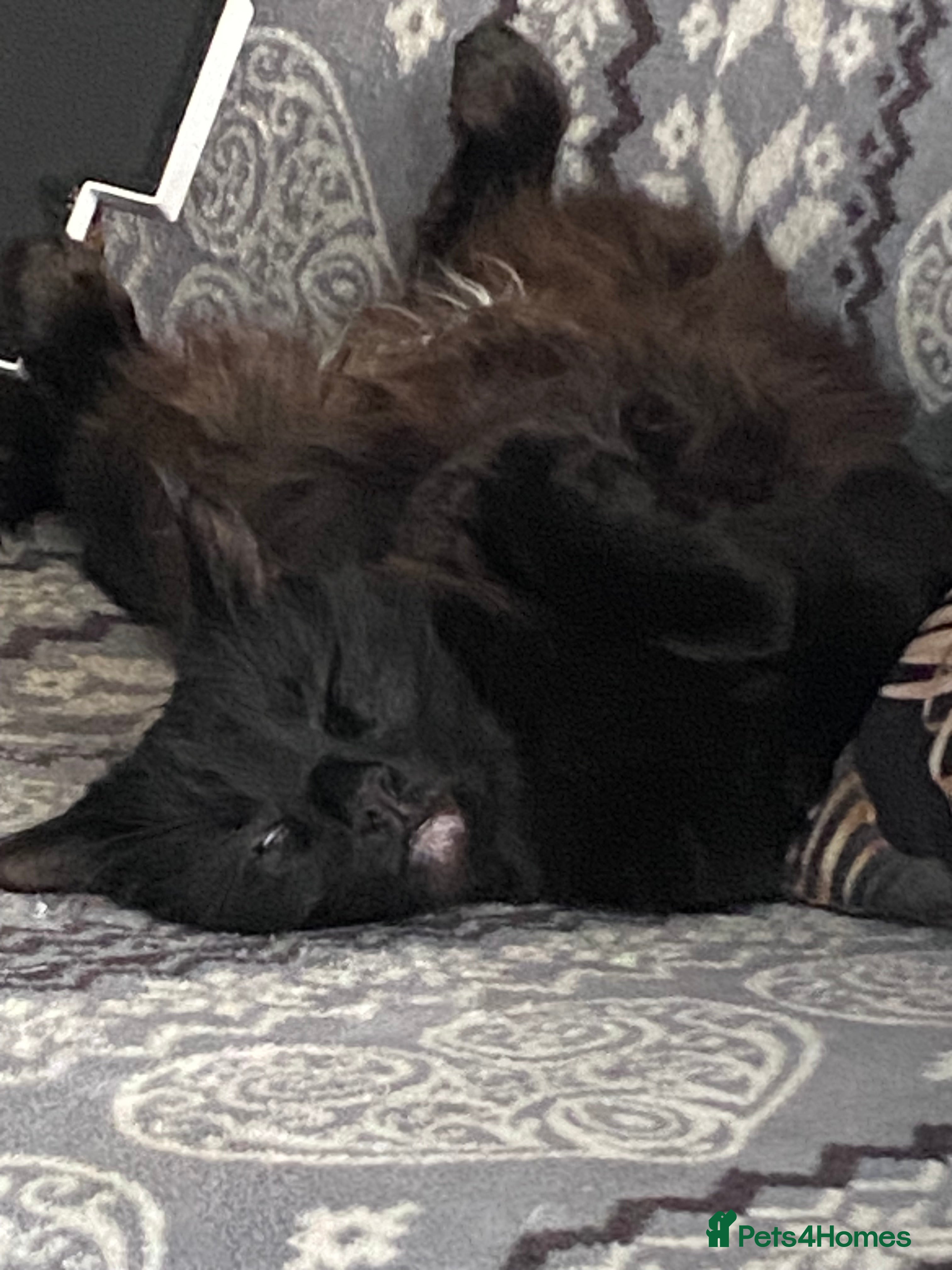 British Shorthair cats Mother & 3 kittens available? - Advert 5