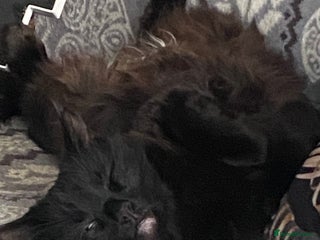 British Shorthair cats Mother cat available only - Advert 4