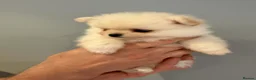 Pomeranian dogs for sale: Outstanding Pomeranian puppies  - Advert 8