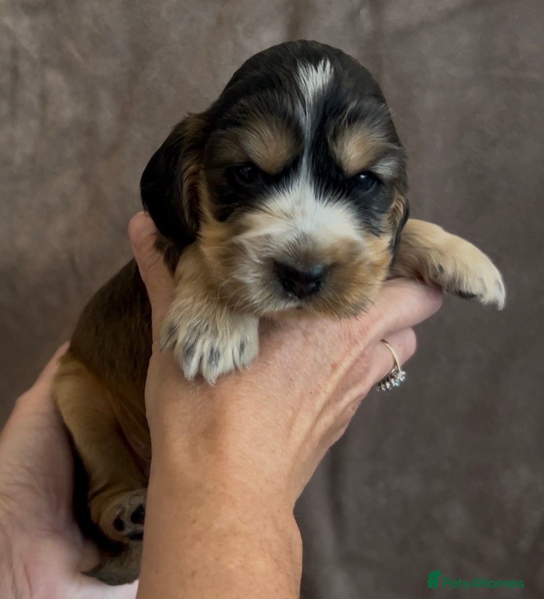 Cocker Spaniel dogs for sale: Tri coloured, strong, Cocker Spaniel Puppies  - Image 8
