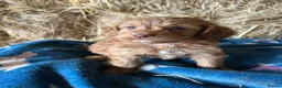 Cockapoo dogs for sale: Beautiful cockapoo puppies - Advert 12