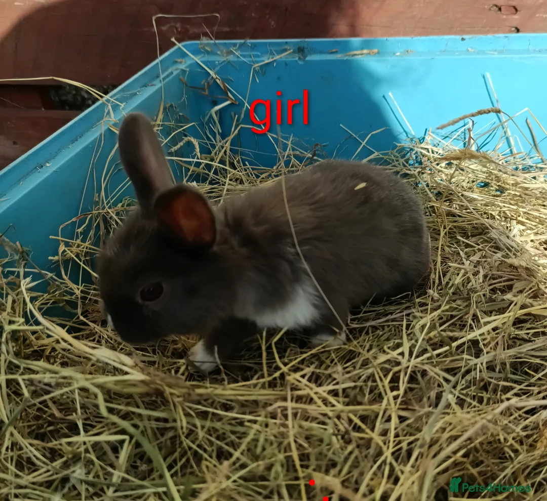 Mixed Breed rabbits for sale: Mini lop x dutch - Advert 2