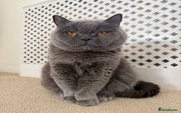British Shorthair cats for sale: British short hair  - Image 1