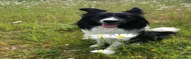 Border Collie 3