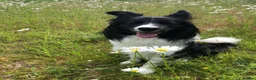 Border Collie dogs for sale: KC registered border collie puppies  in Dunstable - Advert 5