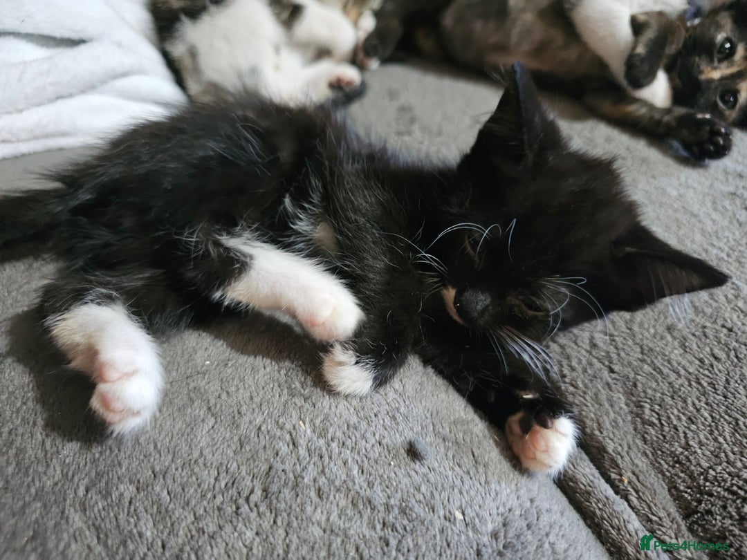 Mixed Breed cats for sale: Adorable kittens for sale - Advert 17