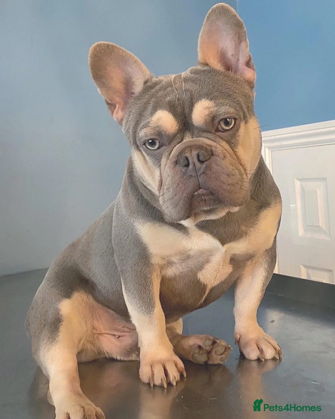 French Bulldog dogs for stud: BEAUTIFUL LILAC AND TAN FRENCH BULLDOG in Sunderland - Advert 38
