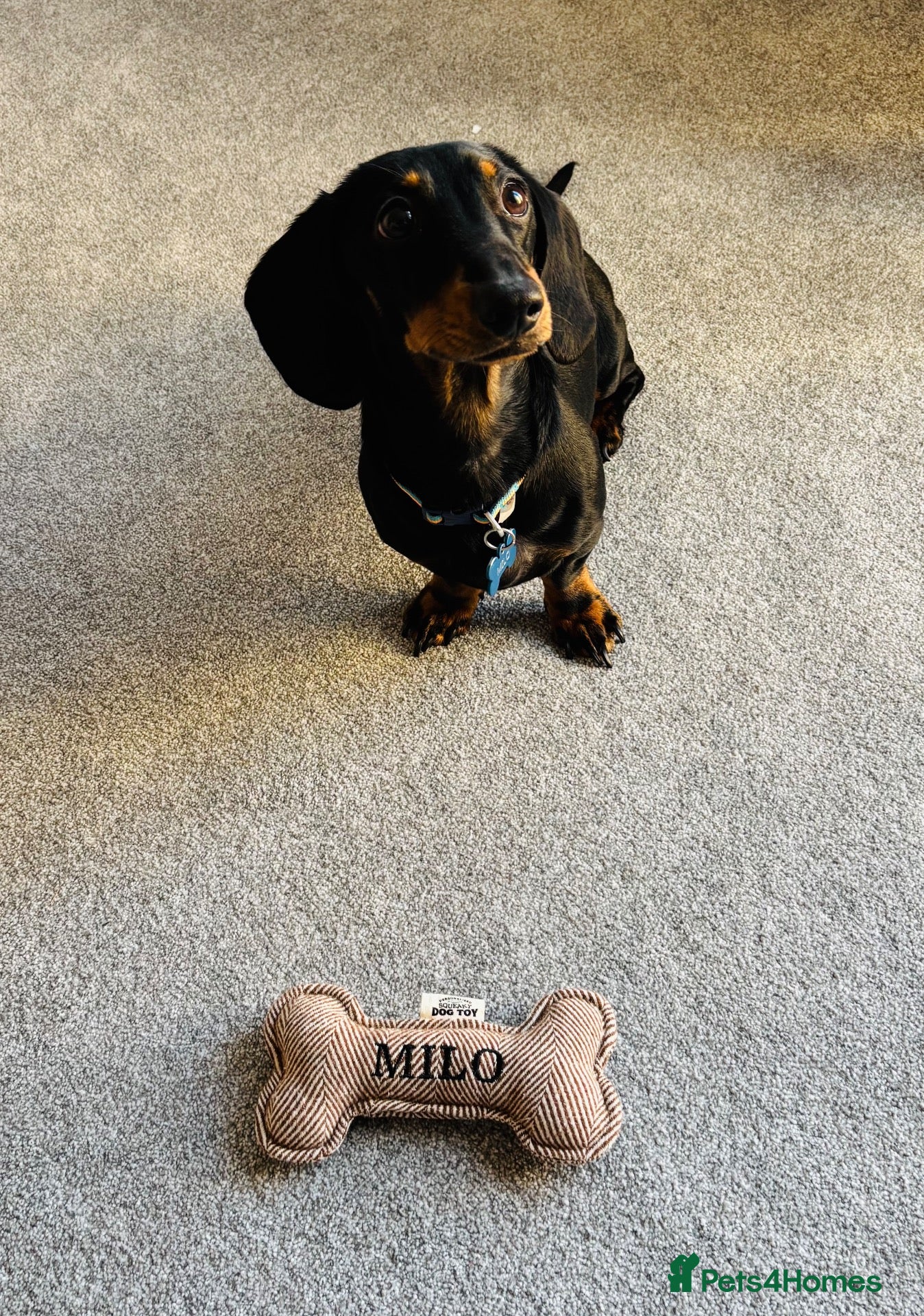 Miniature Dachshund dogs Miniature dachshund  - Advert 1