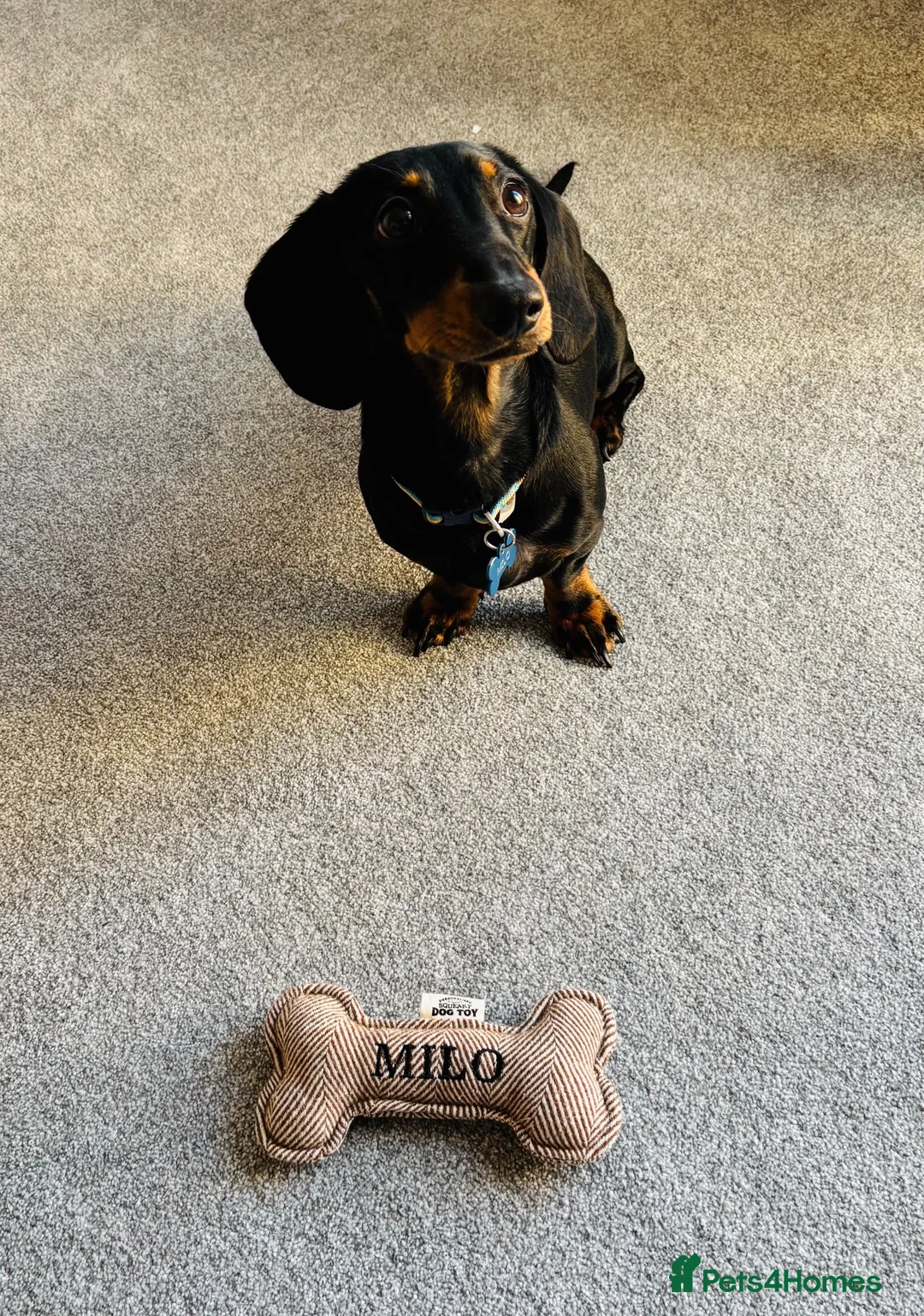 Miniature Dachshund dogs for sale: Miniature dachshund  - Advert 1