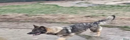 German Shepherd dogs for sale: 4 year old female german shepherd missy - Advert 2