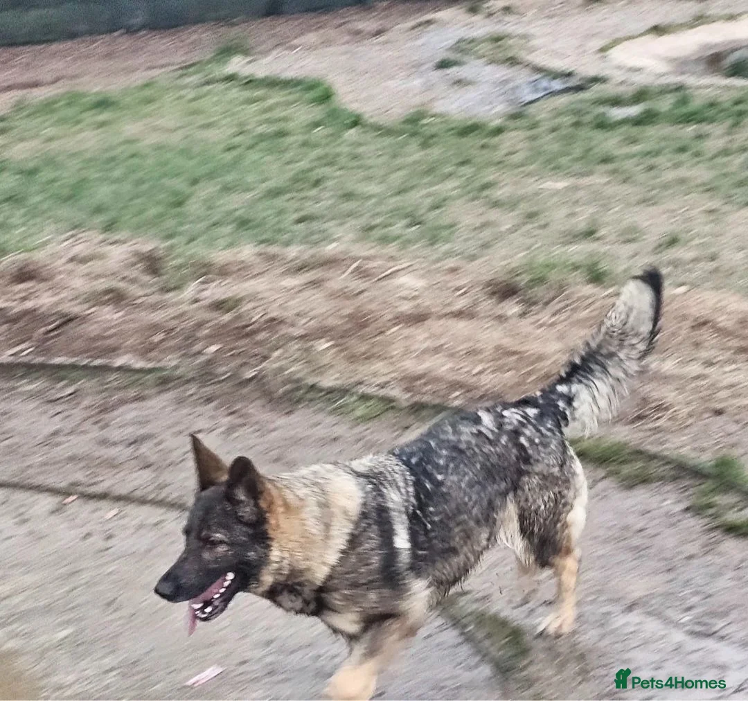 German Shepherd dogs for sale: 4 year old female german shepherd missy - Advert 2