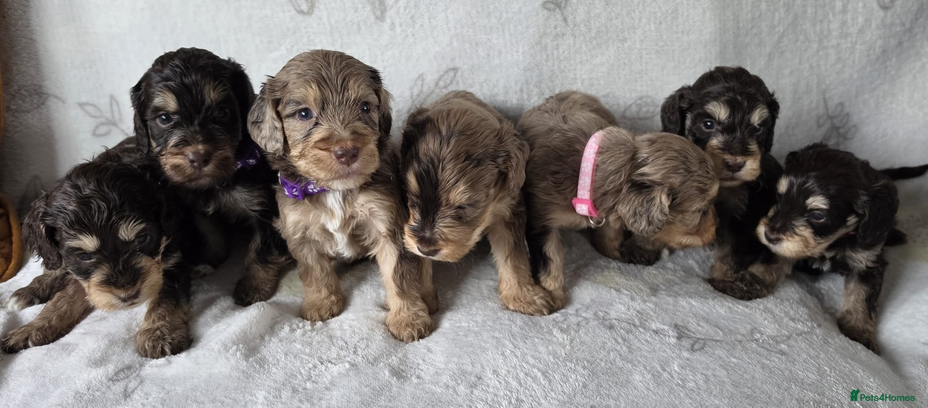 Cockapoo dogs Miniature cockapoo puppies chocolate tan n merles - Advert 1