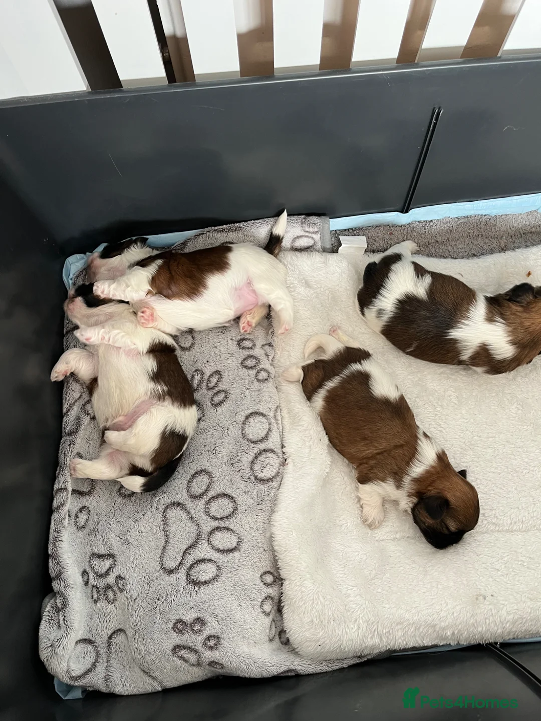 Shih Tzu dogs for sale: Adorable Pure Shih Tzu Puppies Ready 1st May 2026 - Advert 19