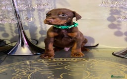 Dobermann dogs for sale: Gorgeous Eu**an Dobermann Puppies - Image 13