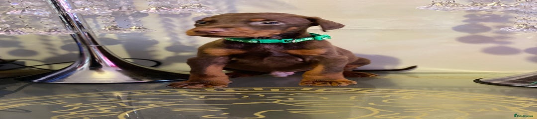 Dobermann Puppy 2