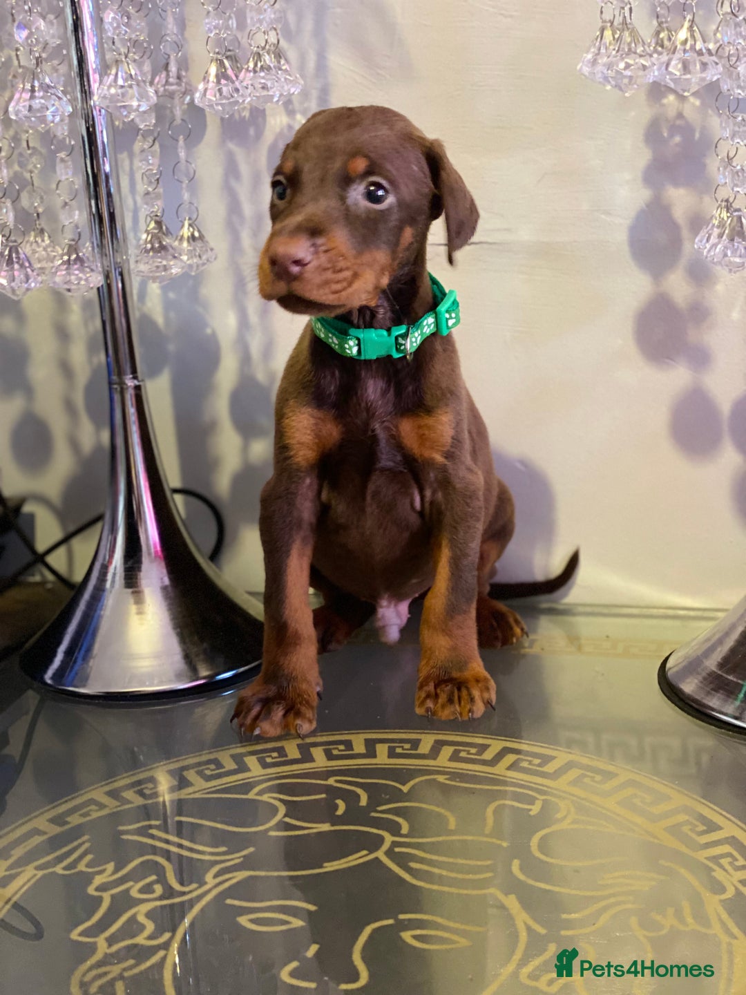Dobermann dogs for sale: Gorgeous Eu**an Dobermann Puppies - Image 13