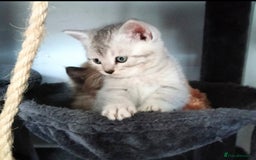 British Shorthair cats for sale: Now Ready to leave! Cute Little British Shorthair - Image 25