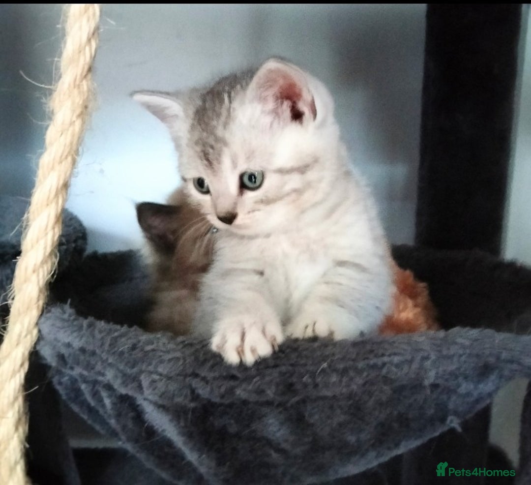 British Shorthair cats for sale: Now Ready to leave! Cute Little British Shorthair - Image 25