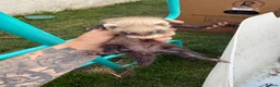 Ferret rodents for sale: Stunning Ferret. Kits  - Advert 10