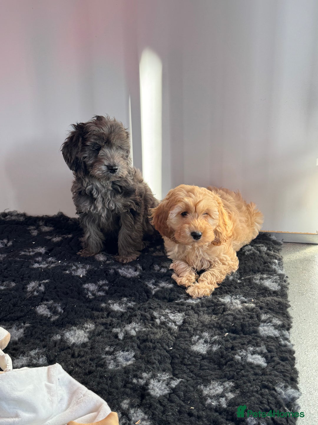 Cockapoo dogs for sale: Cockapoo Puppies (Licensed Breeder)  - Advert 9
