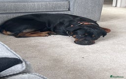 Mixed Breed dogs for sale: Boxweiller Puppies - Image 1