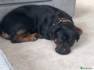 Mixed Breed dogs - Advert 8