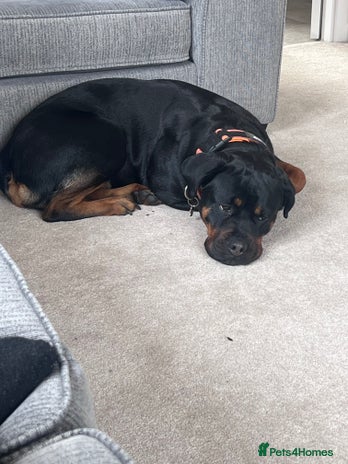 Mixed Breed dogs - Advert 10