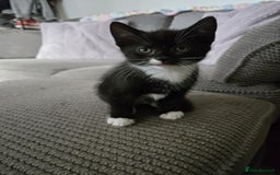 Mixed Breed cats for sale: 4 Playful Male Kittens Ready for Loving Homes! - Image 18
