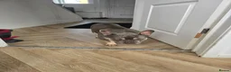 French Bulldog dogs for sale: bryce in Tipton - Advert 1