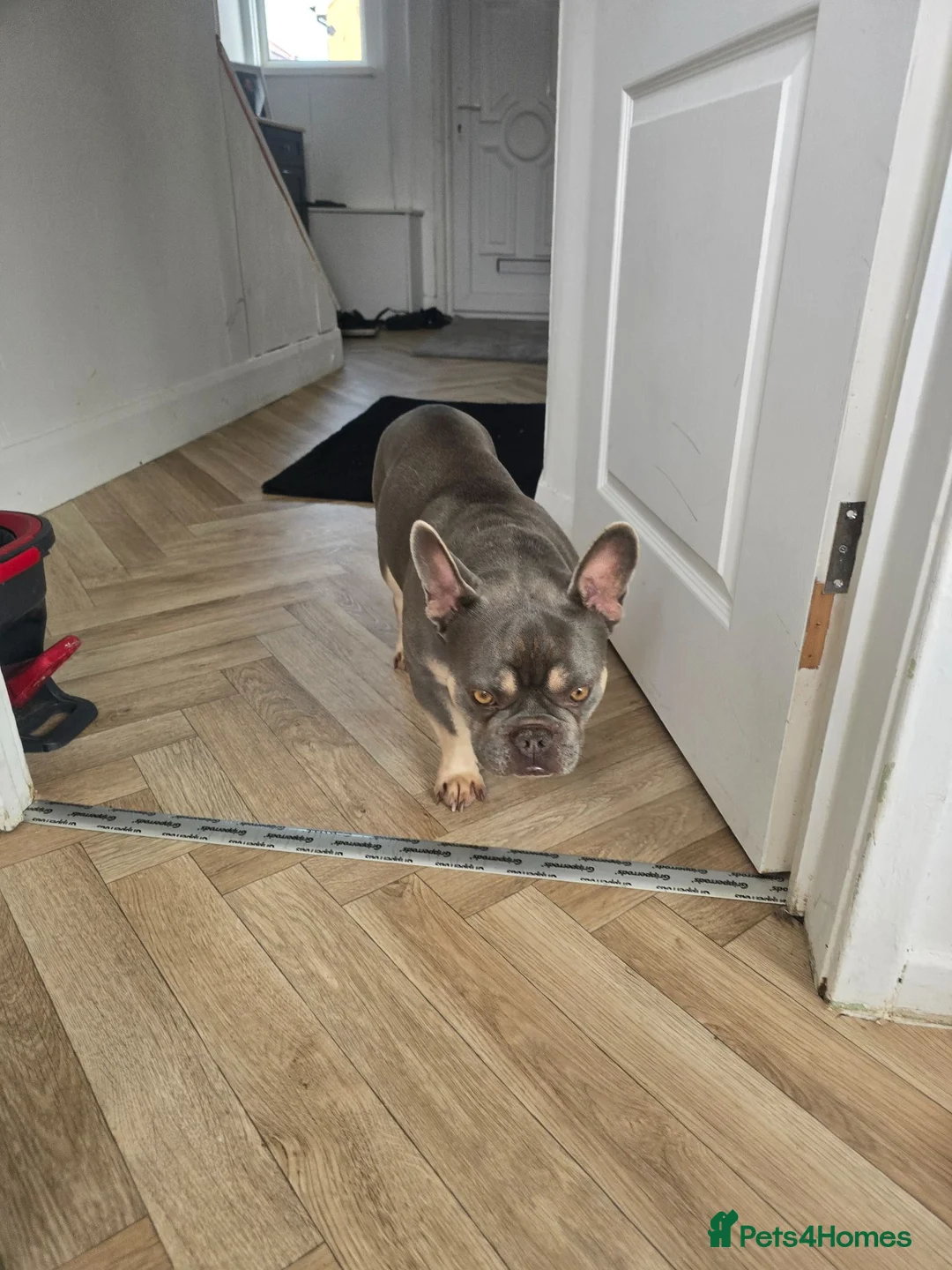 French Bulldog dogs for sale: bryce in Tipton - Advert 1