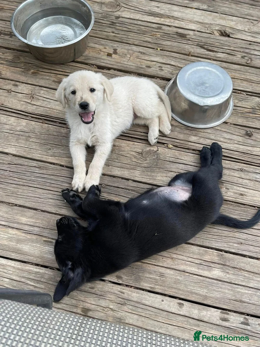 Mixed Breed dogs for sale: Golden Retriever/German Shepherds in London - Advert 2