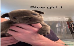 French Bulldog dogs for sale: 4 beautiful blue French bulldogs  - Image 8