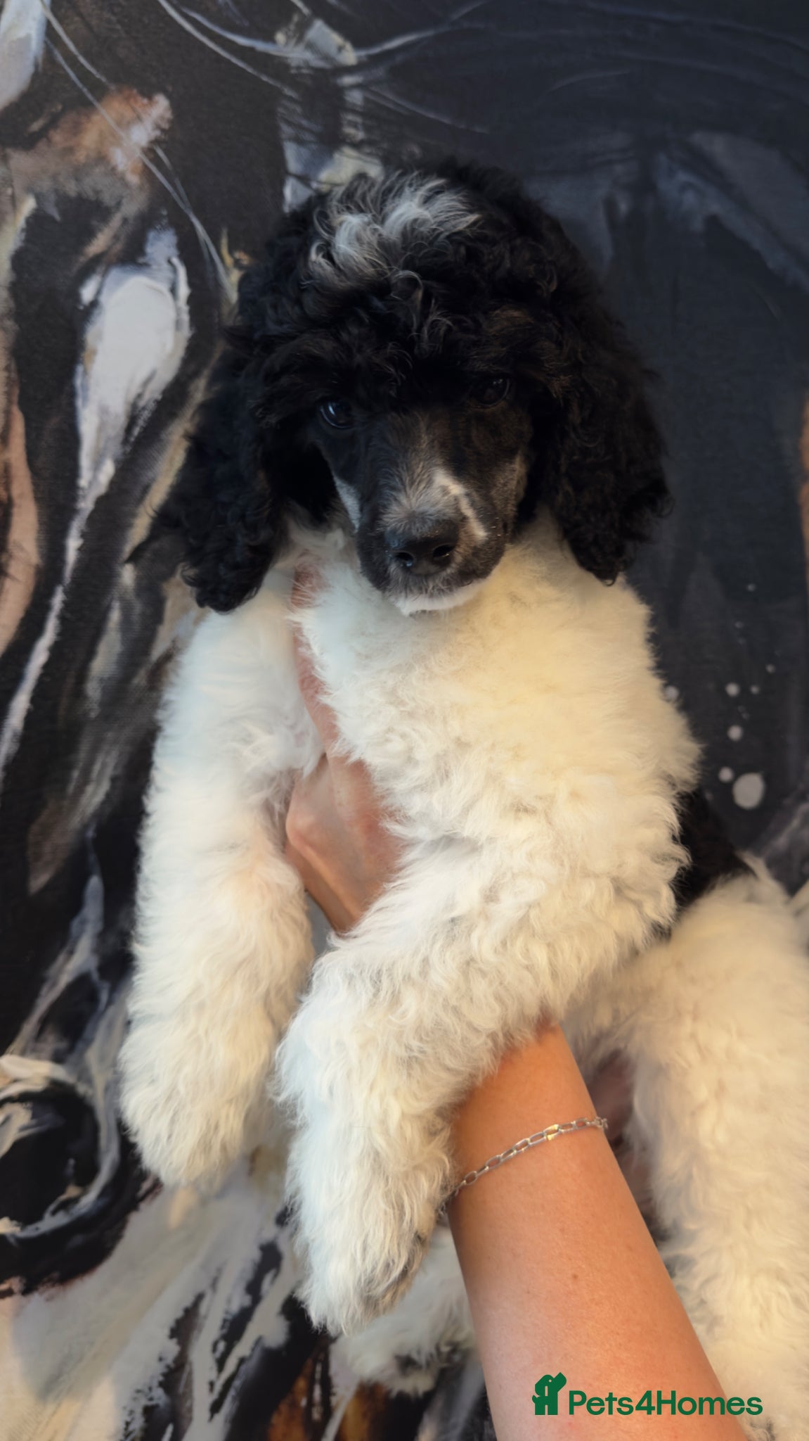 Standard Poodle dogs READY NOW!! KC reg quality pups  - Advert 4
