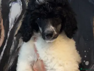 Standard Poodle dogs READY NOW!! KC reg quality pups - Advert 4