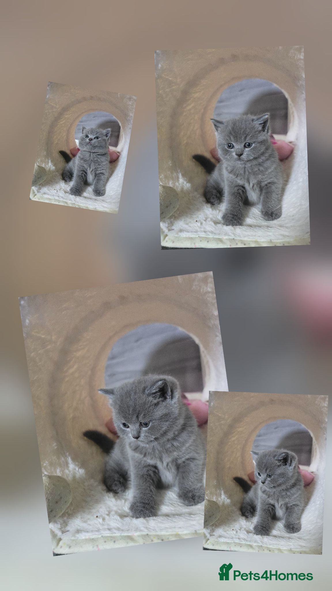 British Shorthair cats Gorgeous BSH boy - Advert 2