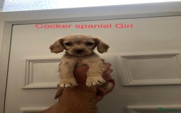 Cockapoo dogs for sale: cocker Spaniel puppies  - Image 7