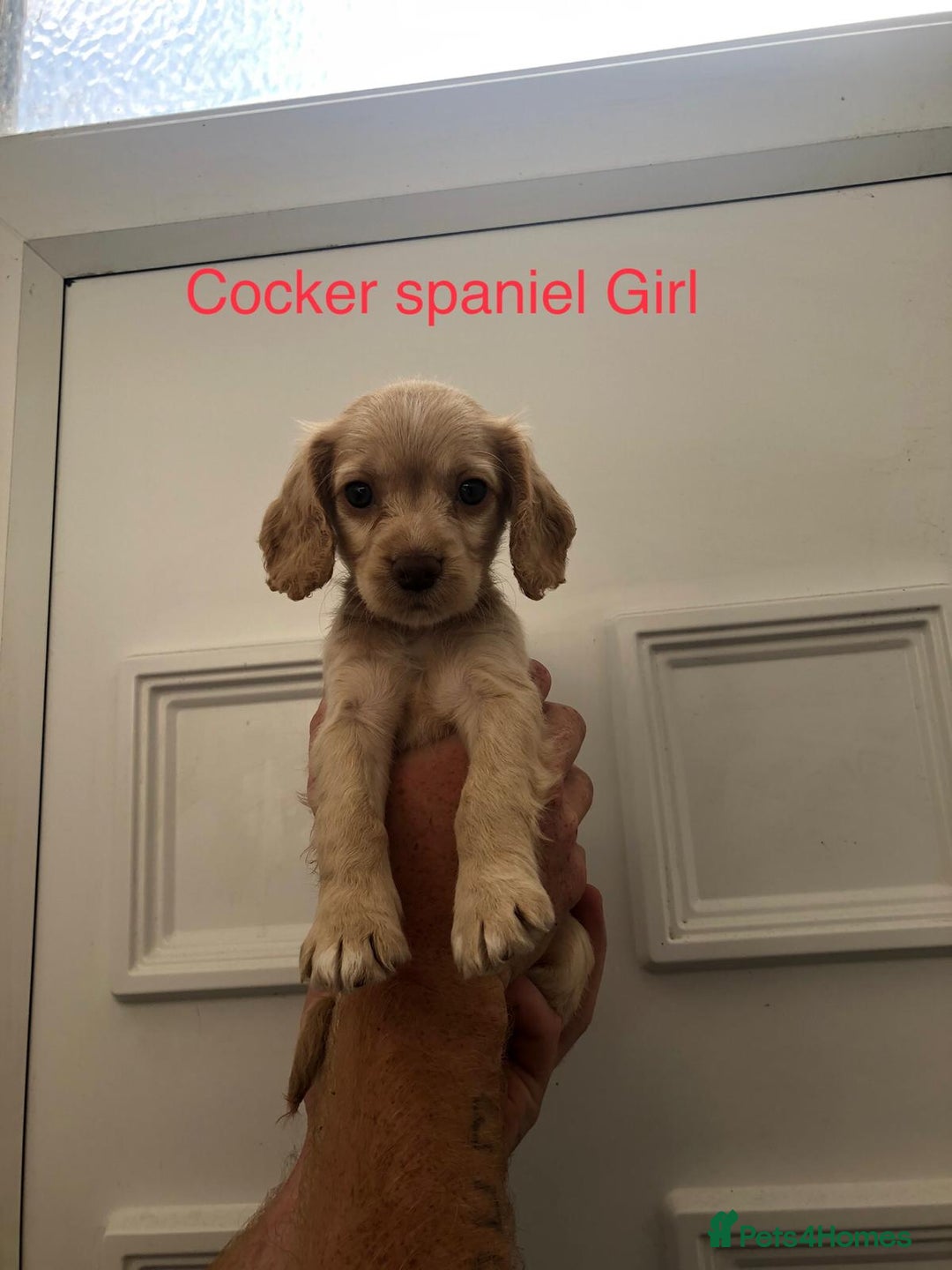 Cockapoo dogs for sale: cocker Spaniel puppies  - Image 7