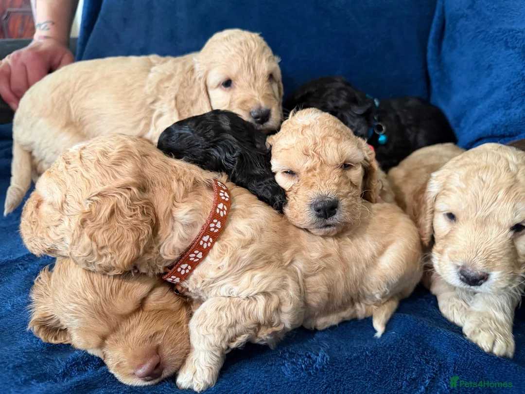 Cockapoo dogs for sale: Beautiful Litter Of Cockapoo Puppies in Colchester - Advert 1