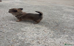 Chihuahua dogs for sale: Long hair Chihuahua boy  - Image 2