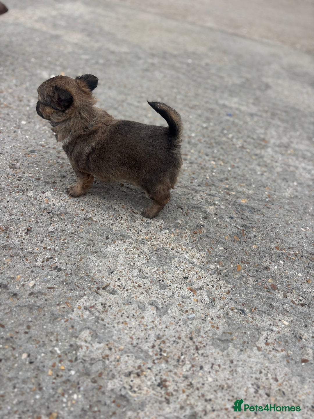 Chihuahua dogs for sale: Long hair Chihuahua boy  - Image 2