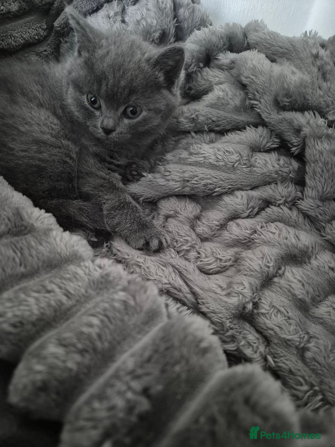 British Shorthair cats for sale: 1 cute British short hair blue kitten for sale  - Image 15