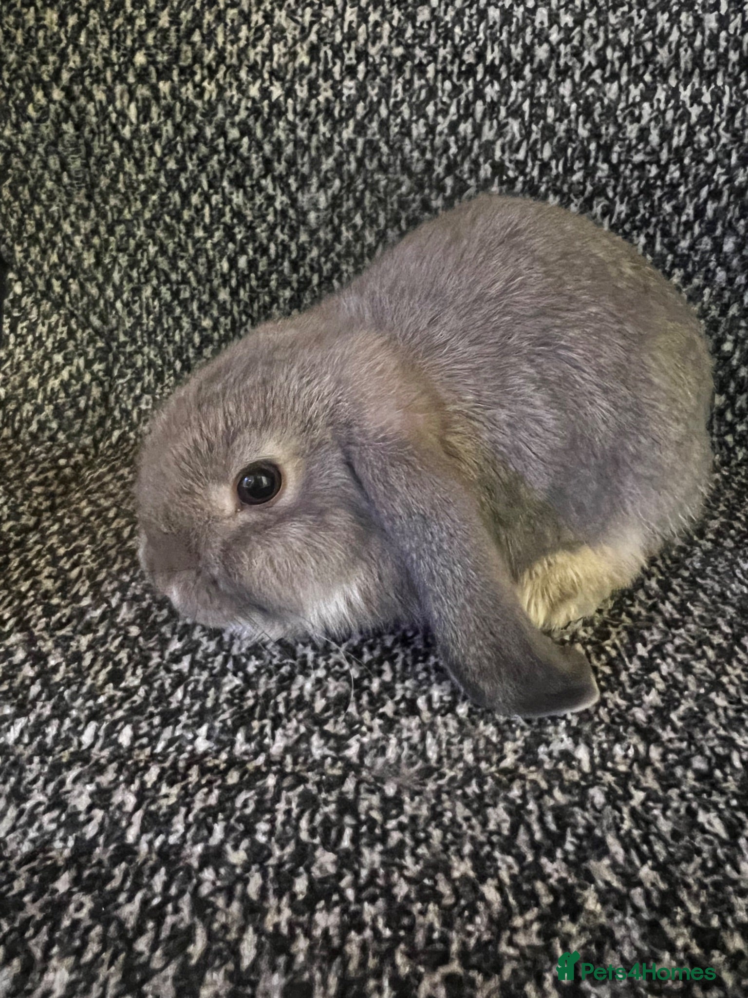 Mini Lop rabbits Mini lop (plush carriers) - Advert 1
