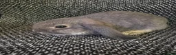 Mini Lop rabbits for sale: Mini lop (plush carriers) - Advert 3